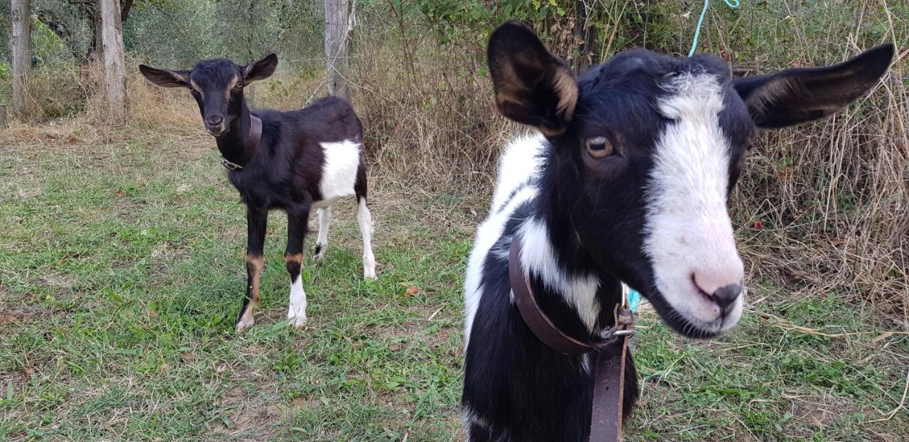 Bioagriturismo Poderaccio Incisa in Val d'Arno Kültér fotó