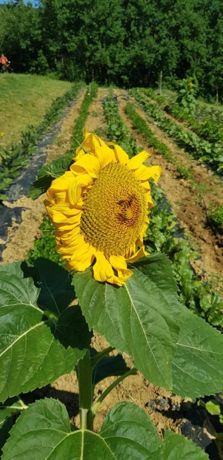 Bioagriturismo Poderaccio Incisa in Val d'Arno Kültér fotó