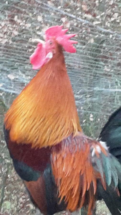 Bioagriturismo Poderaccio Incisa in Val d'Arno Kültér fotó